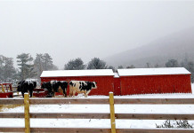 Winter feeding, nutrient management