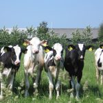 Warm weather makes calving season pleasant cows