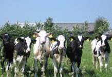 Warm weather makes calving season pleasant cows