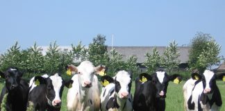 Warm weather makes calving season pleasant cows