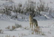Prime time coyote calling, February and March