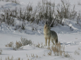 Prime time coyote calling, February and March