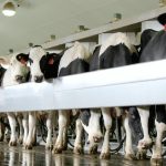 dairy herd