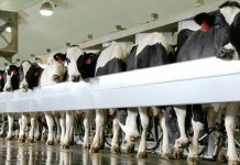 Dairy farmers should aim for the top Holstein dairy cows