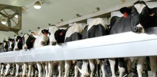 Prepare your dairy herd now for the fall football season Holstein dairy cows