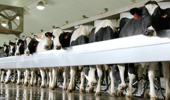 dairy herd Holstein dairy cows