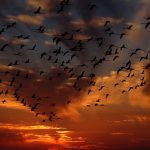 Great bird counting tradition continues