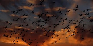 Great bird counting tradition continues