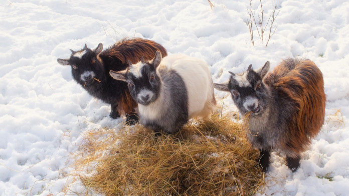 goats-1946015_1280