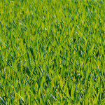 How lawns benefit from aeration grass