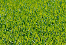 Penn State turf paved graduate’s path to Super Bowl LI grass