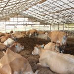 heifers in barn