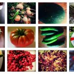 Grow history: plant heirloom fruits and vegetables