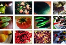 Grow history: plant heirloom fruits and vegetables
