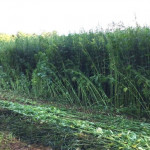 Hemp making a splash in pilot programs Hemp