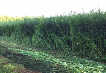Hemp making a splash in pilot programs Hemp