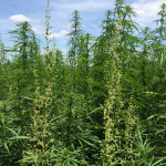 Organic hemp research started Hemp