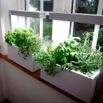How to grow an indoor herb garden