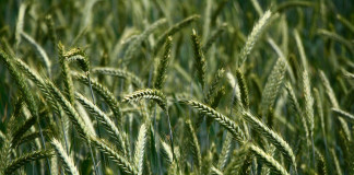 Plan nutrient management with available resources