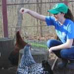 lonneman 4h chickens2
