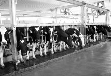 Reducing mastitis in your dairy herd Holstein dairy cows