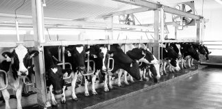 Holstein dairy cows