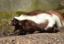 Keep your distance from woodland stinkers skunk