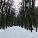 Winter weather forecasts depend a lot on who you ask snowy road in woods