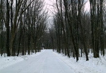 Shake the habit with these winter salting tips snowy road in woods