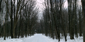 snowy road in woods