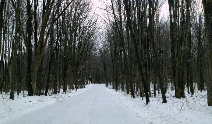 snowy road in woods