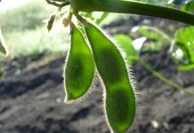 New method of developing nematode-resistant soybeans soybeans
