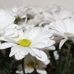 An organic interest in Pyrethrum