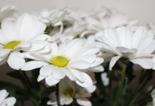 An organic interest in Pyrethrum