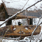 Feeders give a window to winter bird behavior