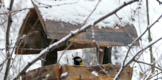 Feeders give a window to winter bird behavior