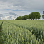 Outlook suggests good returns for primary commodity crops wheat