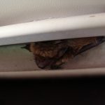 How to bat-proof your house