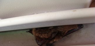 How to bat-proof your house