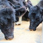 Dealing with poor quality hay Draganic cattle