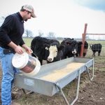 Draganic feeding heifers
