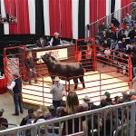 Ohio Beef Expo presents awards bull sale at Ohio Beef Expo