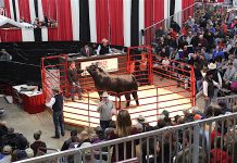 Ohio Beef Expo presents awards bull sale at Ohio Beef Expo