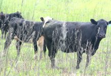 American Hereford Association offers mini scholarships Herefords in field