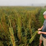 Recognize soil health indicators in pastures Palmer Amaranth