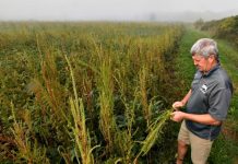 Recognize soil health indicators in pastures Palmer Amaranth