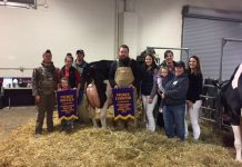 Calf tops Pa. Holstein sale at $20,200