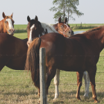 Manure management tips for horse owners
