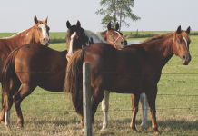Manure management tips for horse owners