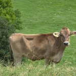 Study: Combining ear tags, implants stimulates cattle growth